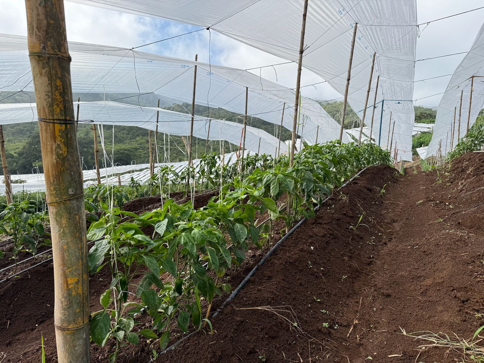 BRS-0152 — Plantas maduras bajo malla