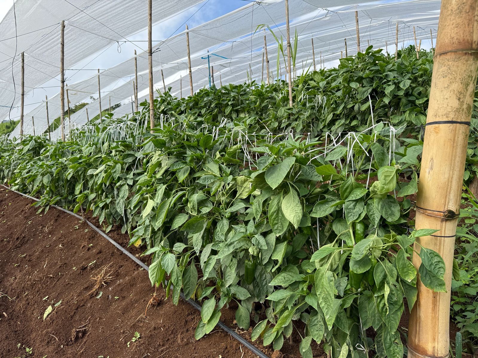 BRS-0152 — Lote denso y productivo