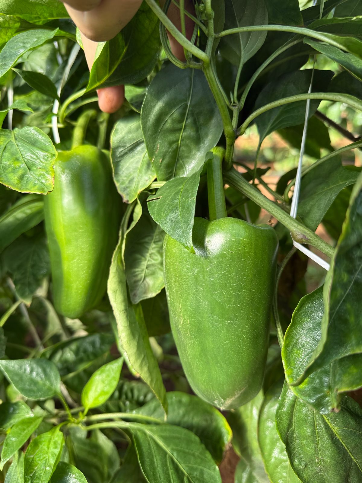 BRS-0152 — Dos chiles verdes en planta