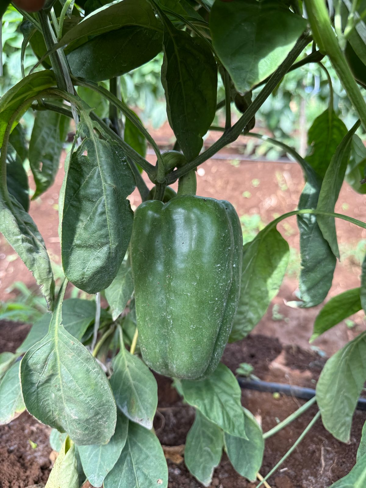 BRS-0152 — Chile verde individual