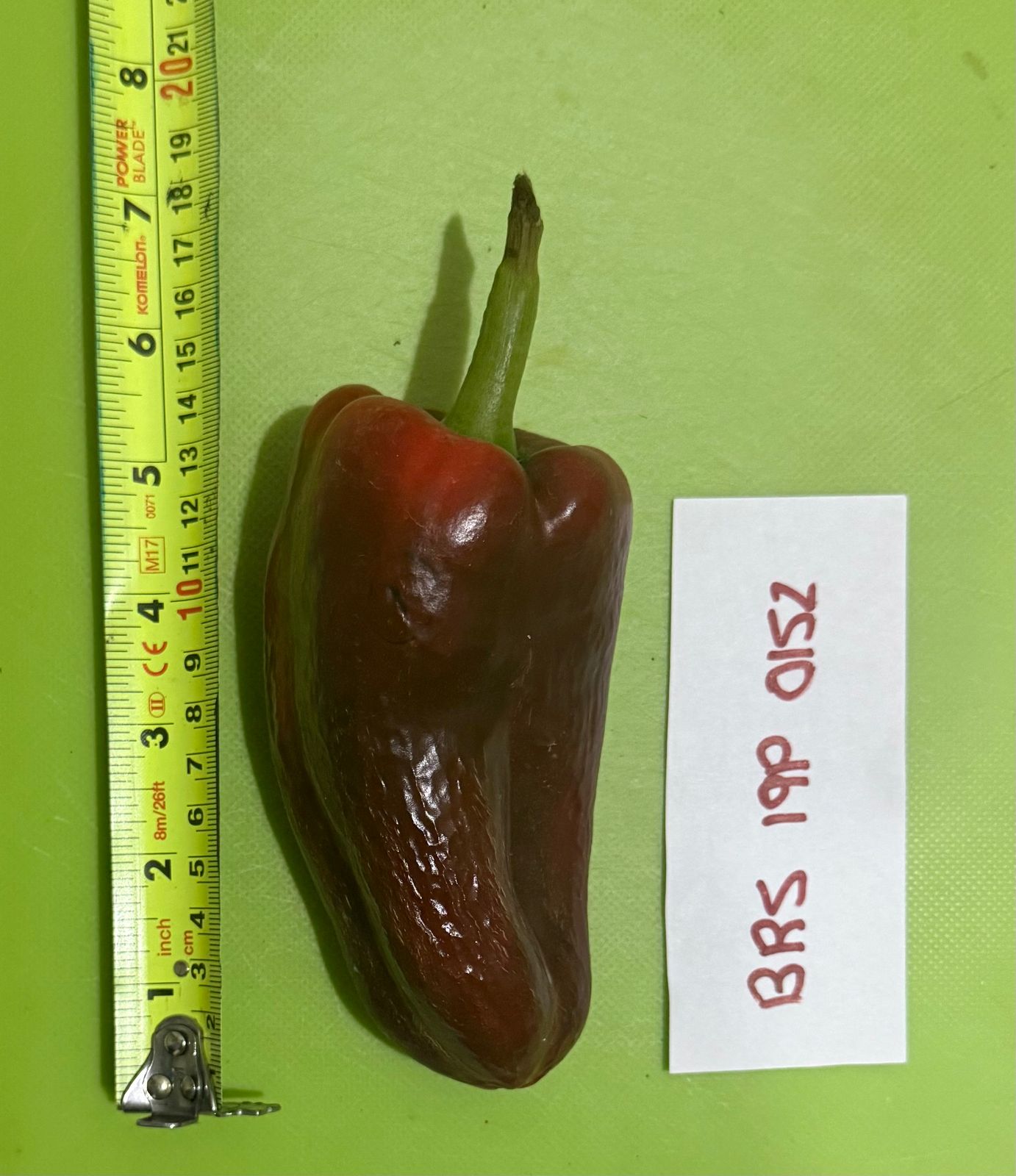 BRS-0152 — Fruto rojo maduro con regla