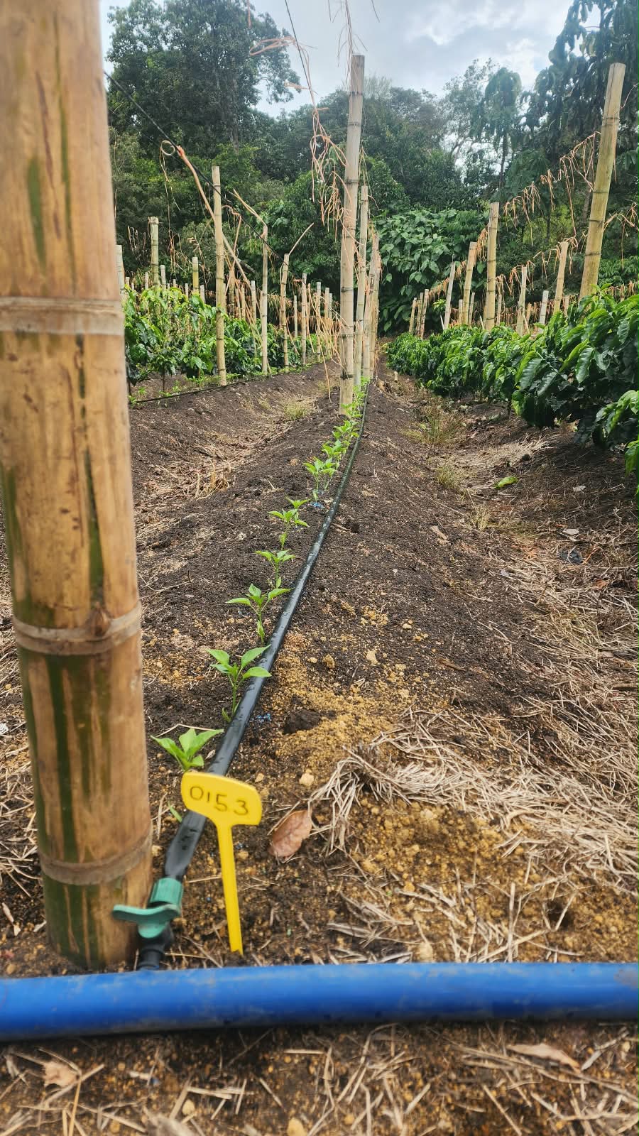 BRS-0153 — Plántulas campo