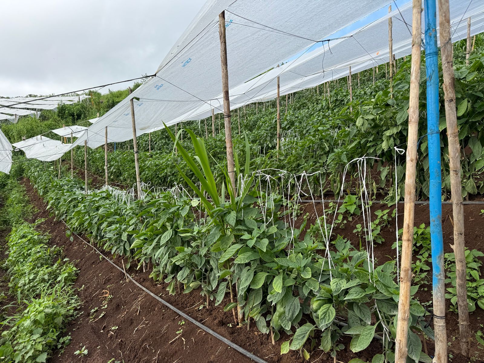 BRS-0153 — Frutos campo