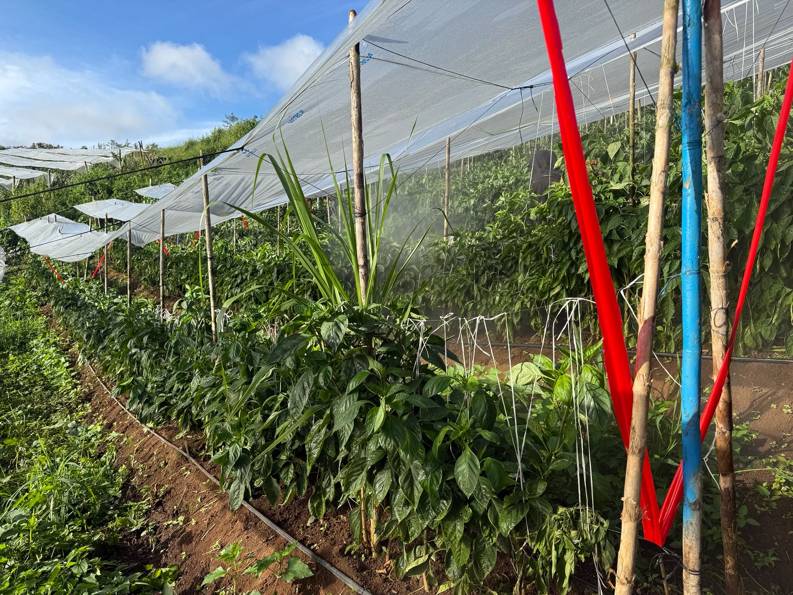 BRS-0153 — Lote productivo