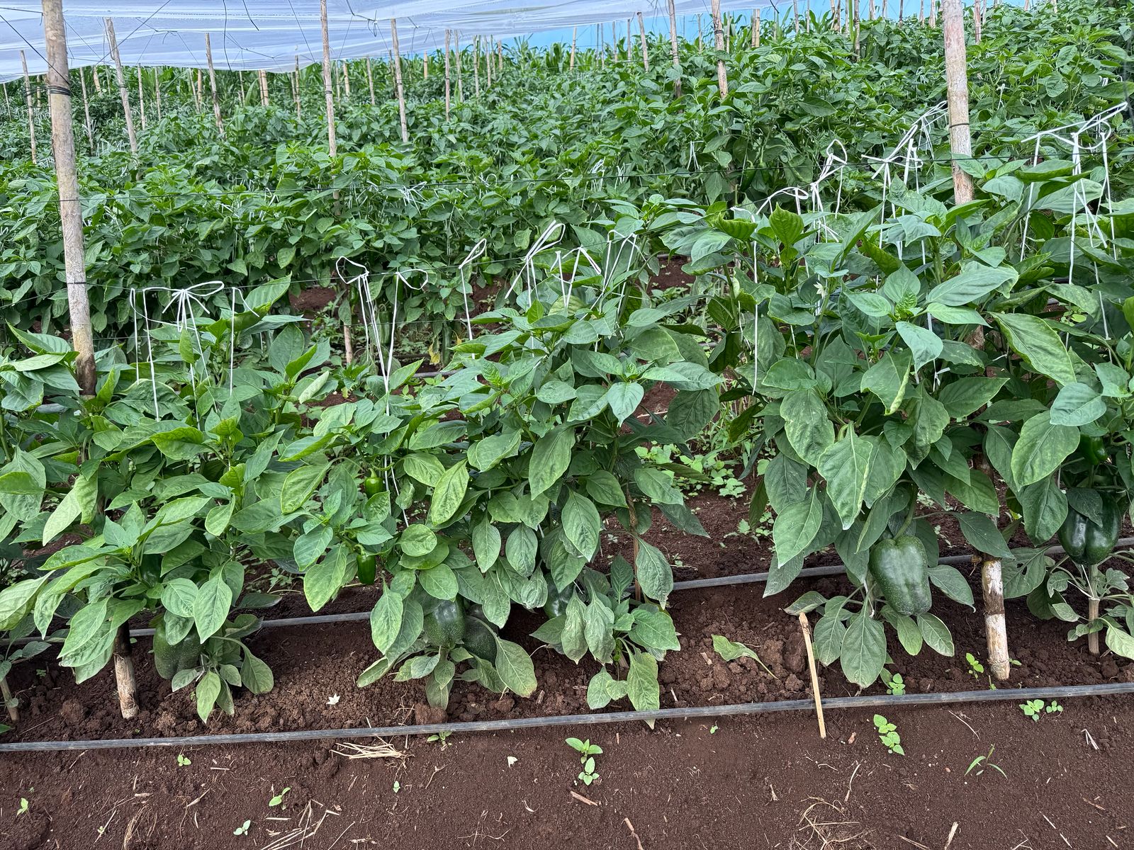 BRS-0153 — Vista cultivo