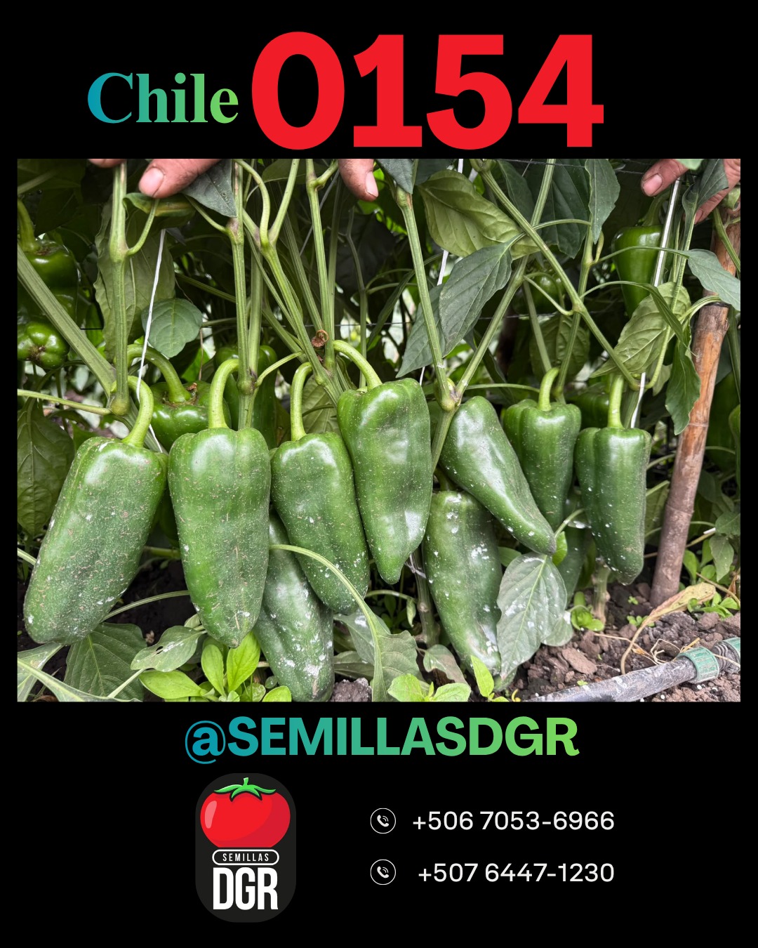 BRS-0154 — Lote productivo