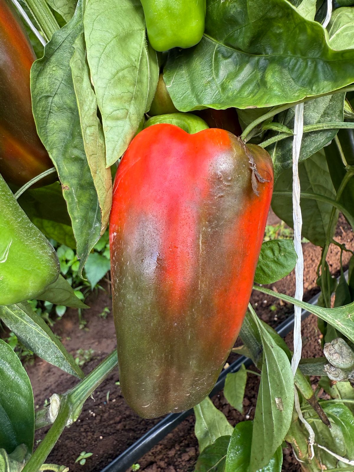 BRS-0154 — Chile rojo madurando en planta