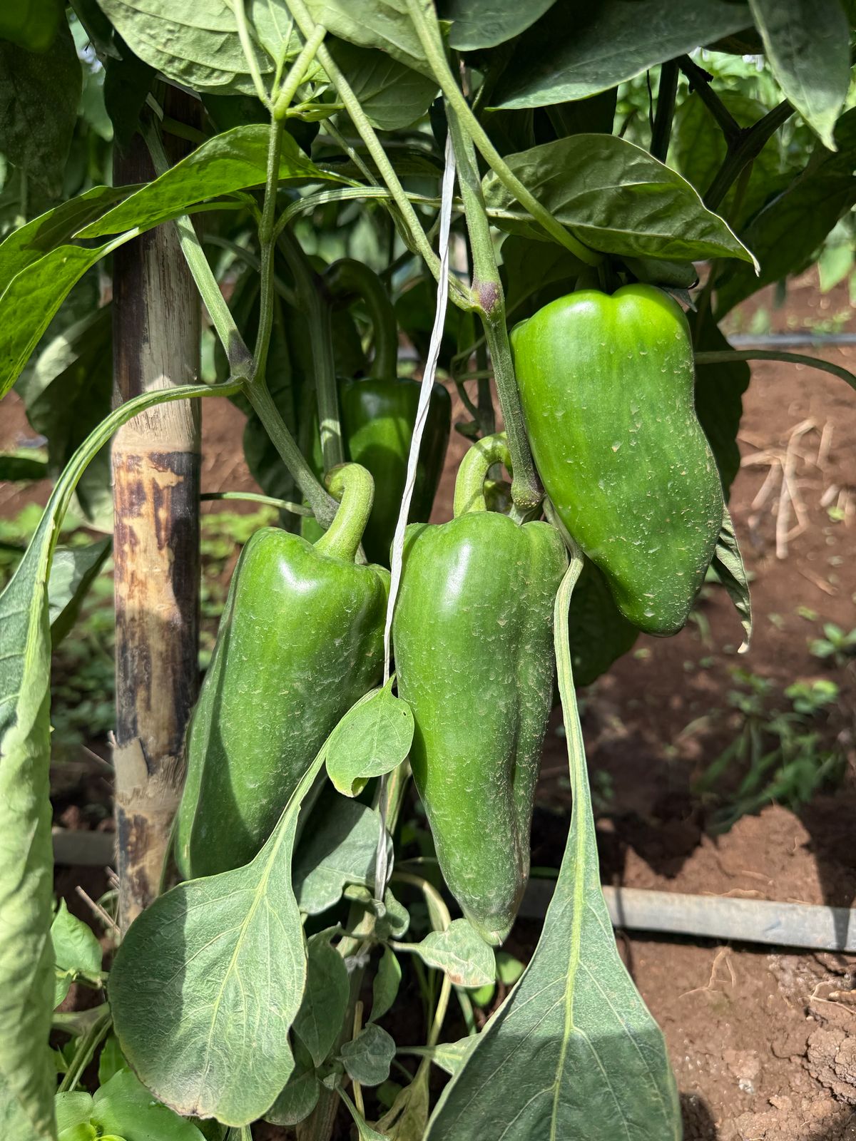 BRS-0154 — Racimo de cuatro chiles verdes