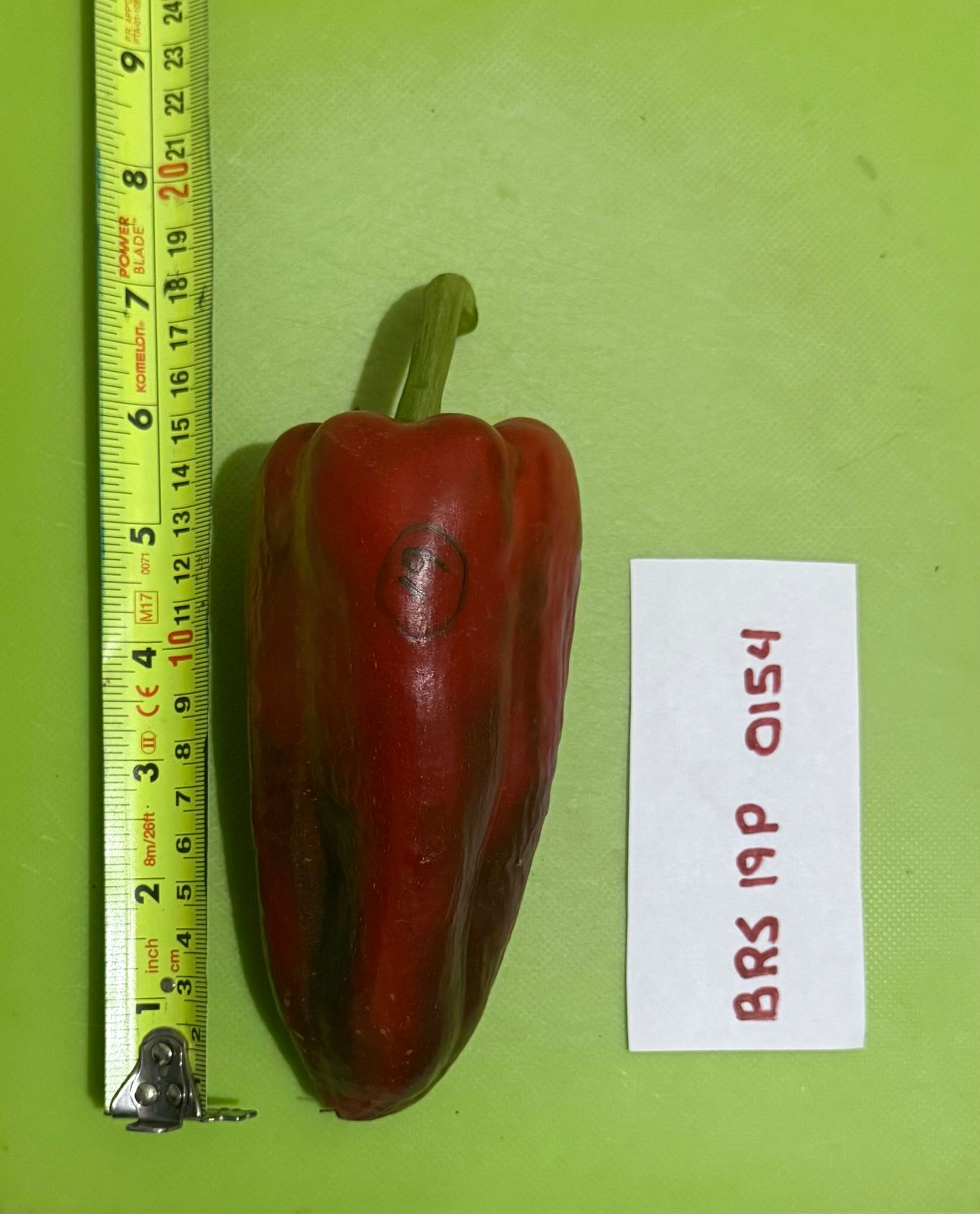 BRS-0154 — Fruto rojo maduro con regla