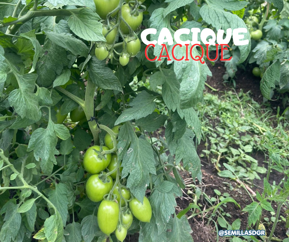 CACIQUE — 3