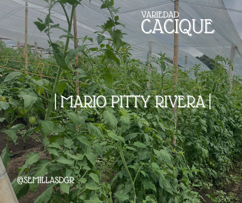 CACIQUE — Facebook Post Evento Plantas Sencillo Verde Negro