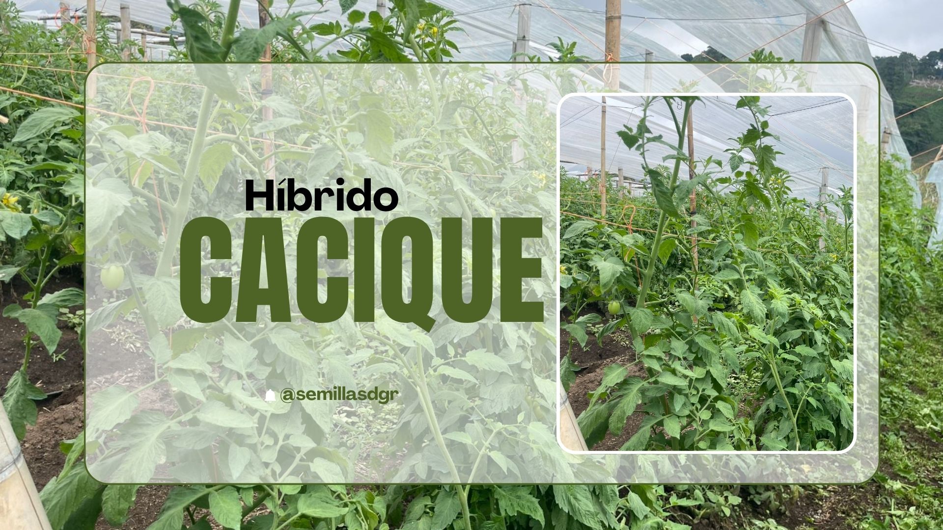 CACIQUE — Green Minimalist Agriculture Video (2)