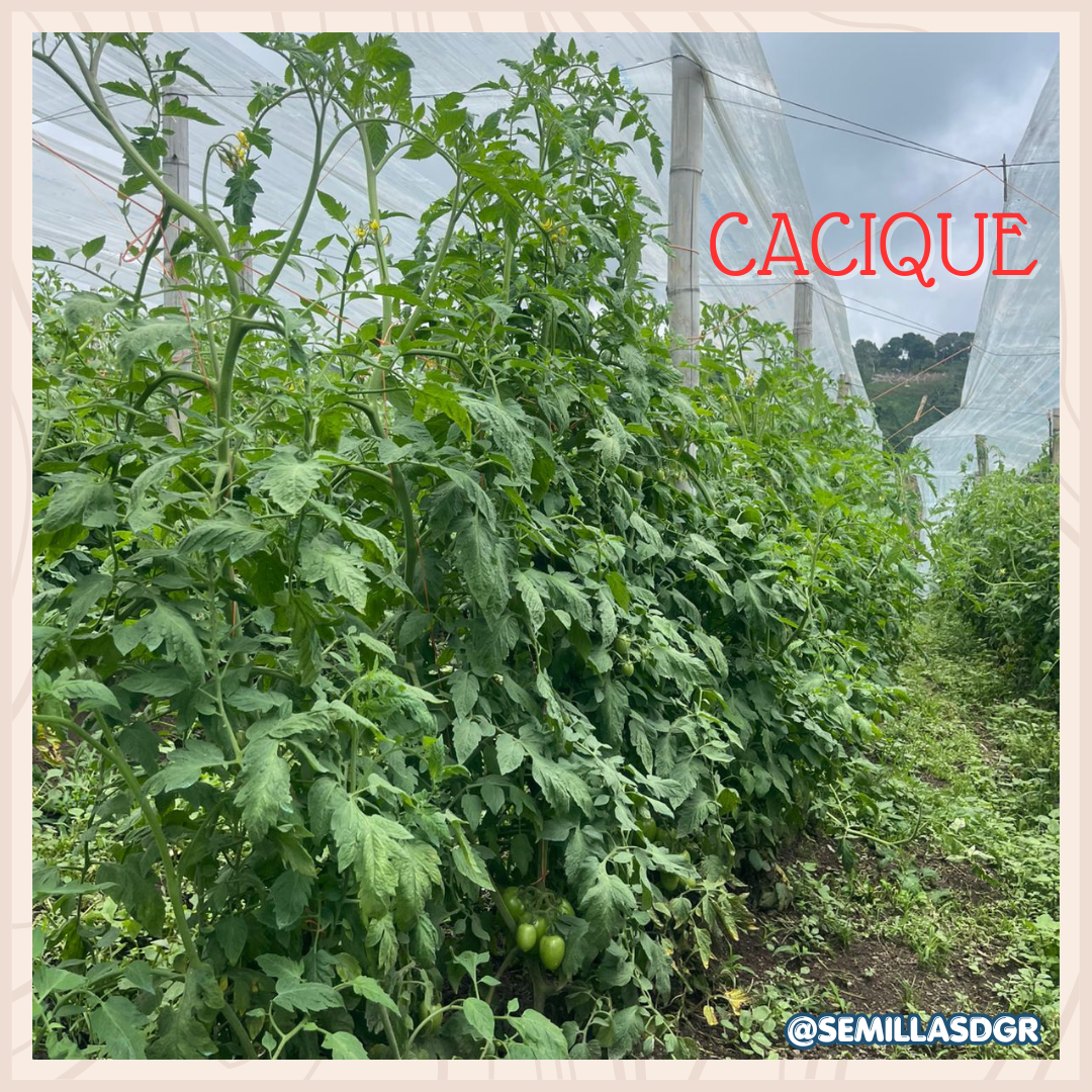 CACIQUE — Post de instagram de indumentaria femenina nueva temporada otoño marrón