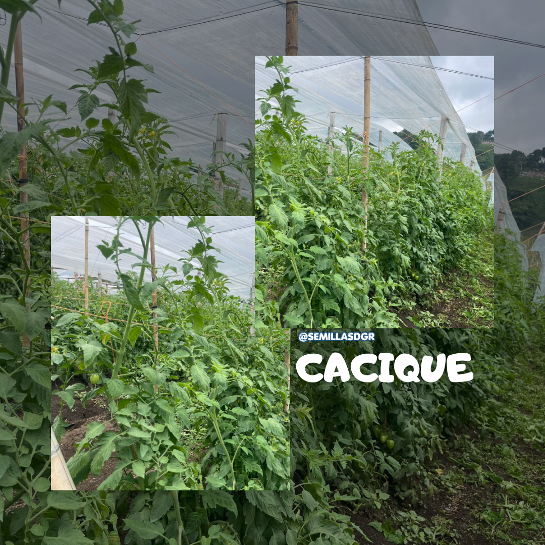 CACIQUE — Posteo de Instagram Collage Fotos Ropa Minimalista Violeta (1)