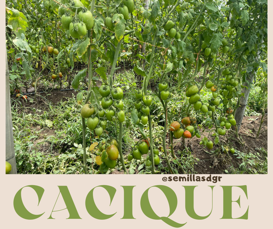 CACIQUE — Tan and Green Minimalist Modern New Product Facebook Post (2)
