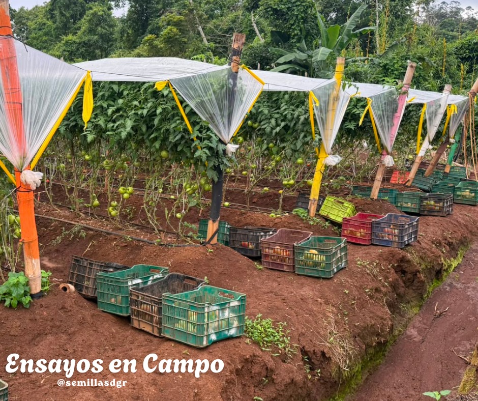 Ensayos de Campo — Vista general cultivo