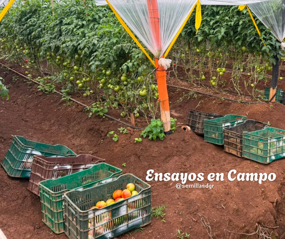 Ensayos de Campo — Cosecha tomate campo