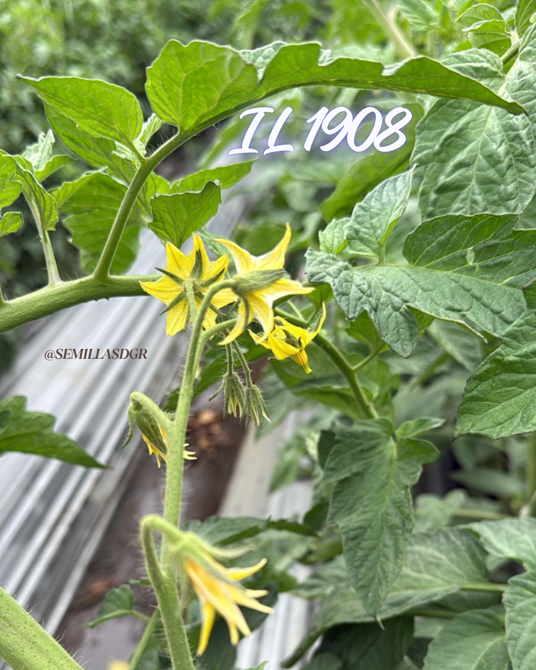 IL 1908 — Post Instagram Skincare Minimalista Marrón