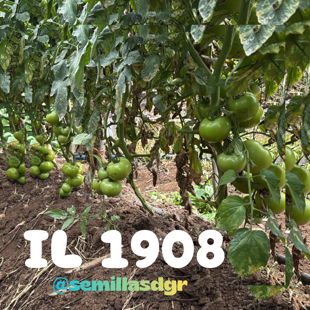 IL 1908 — Post de instagram de indumentaria moderno marrón