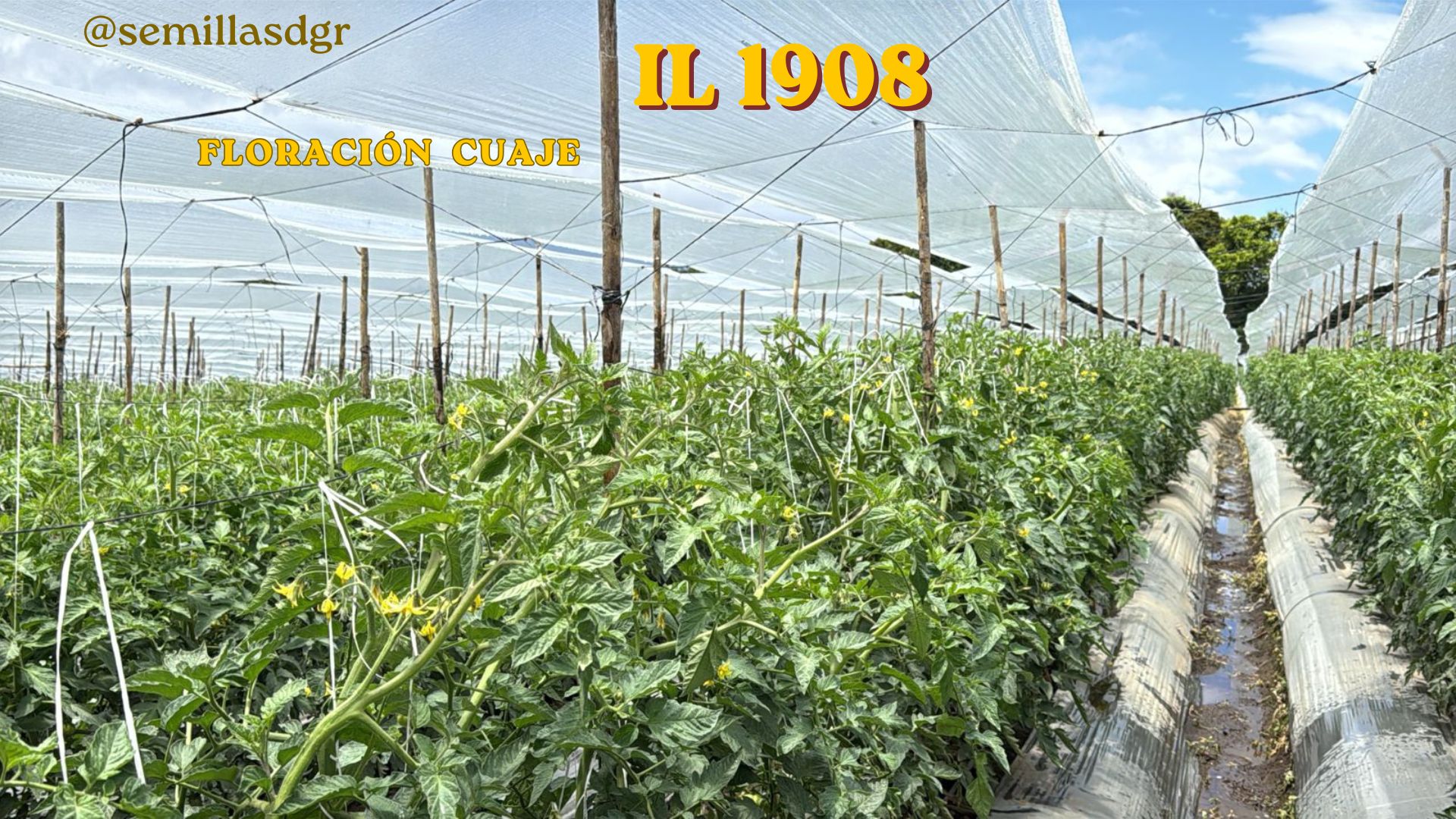 IL 1908 — Presentación Catálogo de productos Elegante Dorado