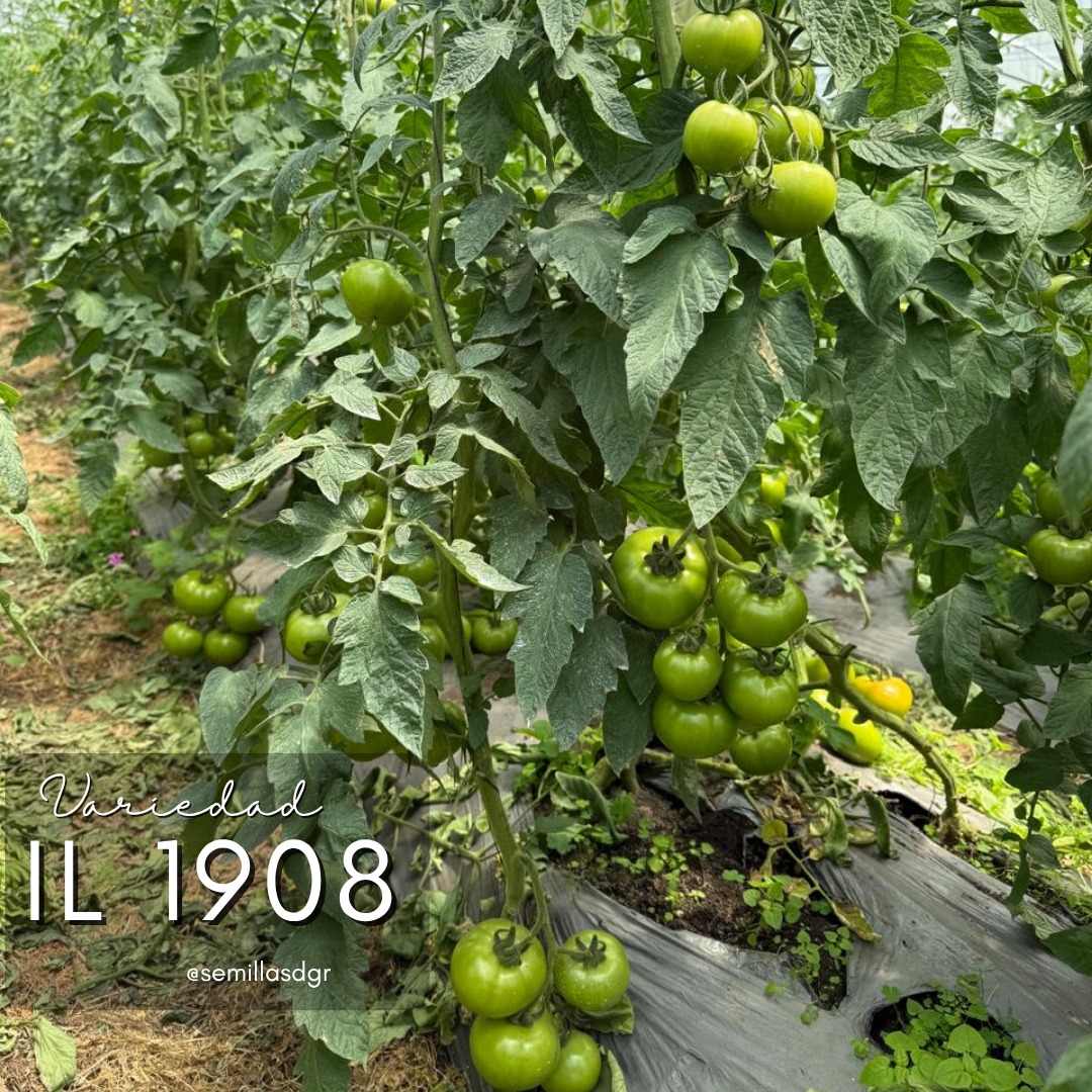 IL 1908 — Variedad IL 1908