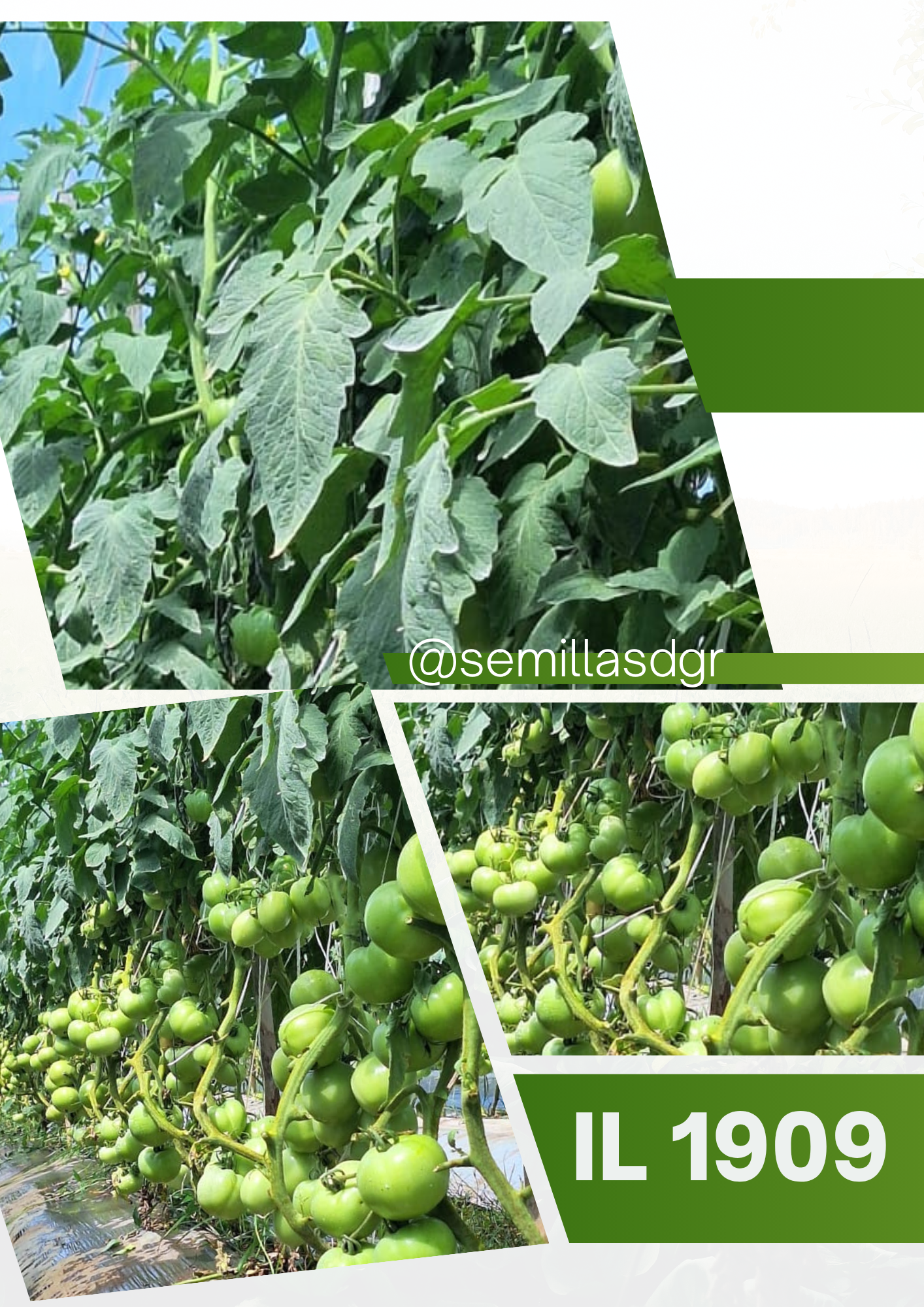 IL 1909 — Green and White Modern Agriculture Cover Report