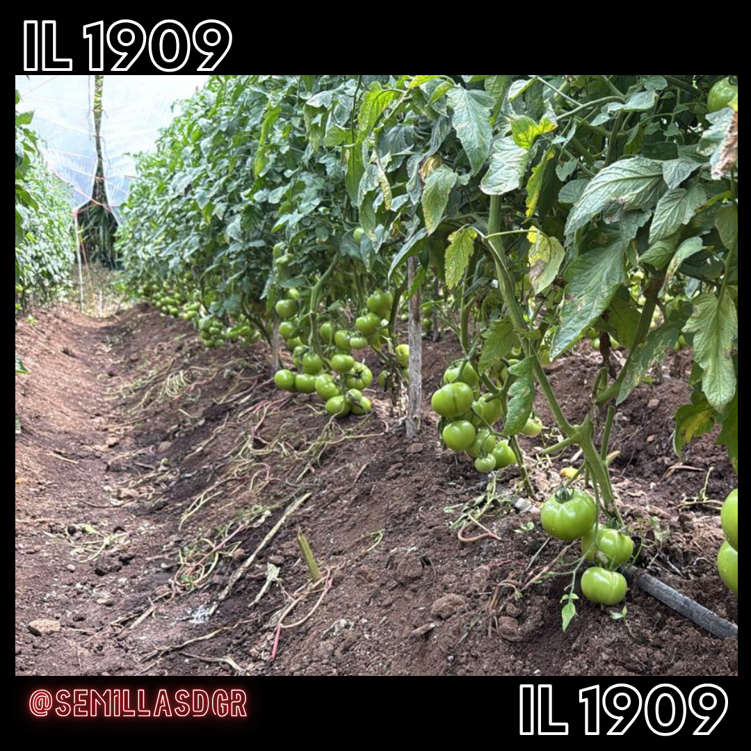 IL 1909 — Moda   Fashion   İndirim (1)
