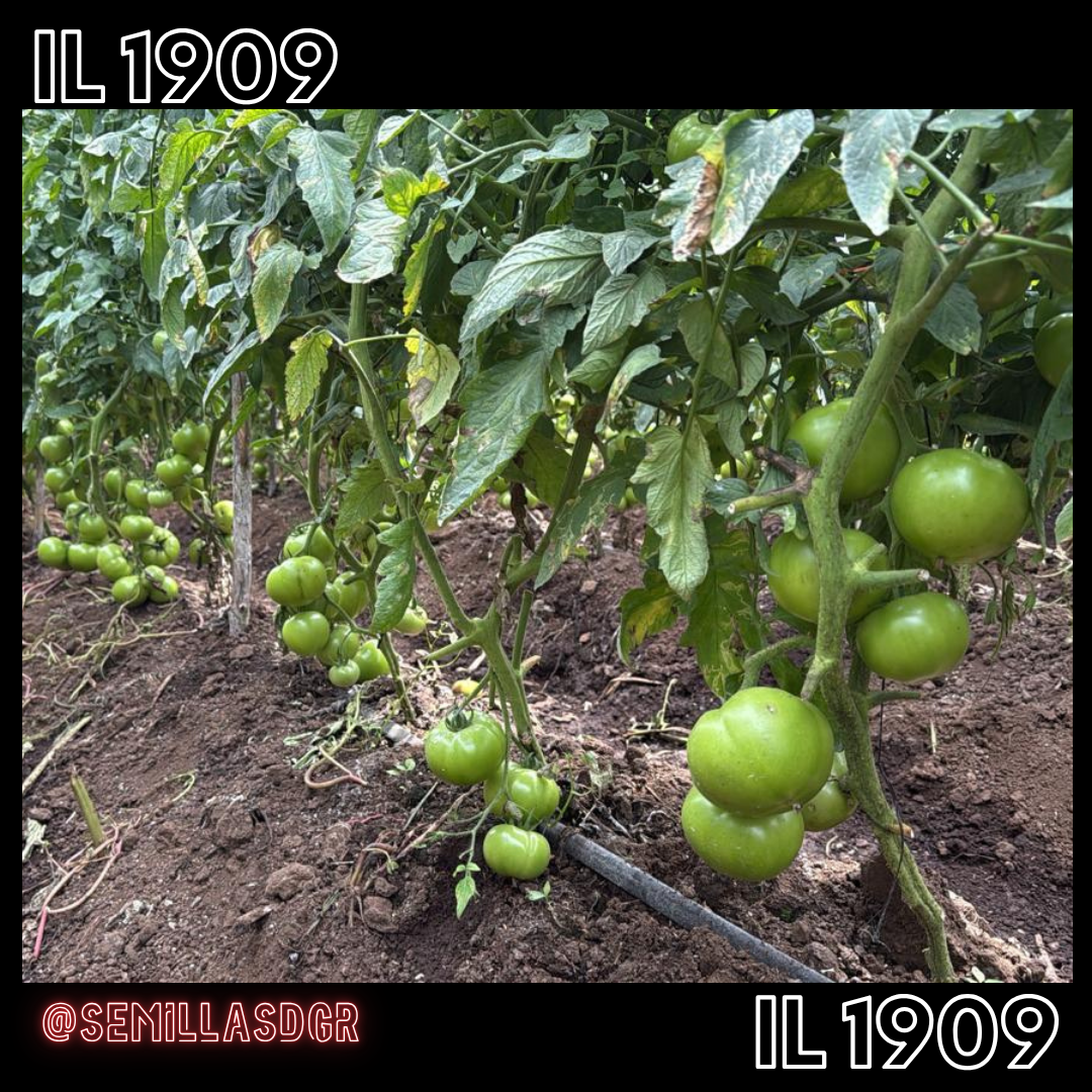 IL 1909 — Moda   Fashion   İndirim