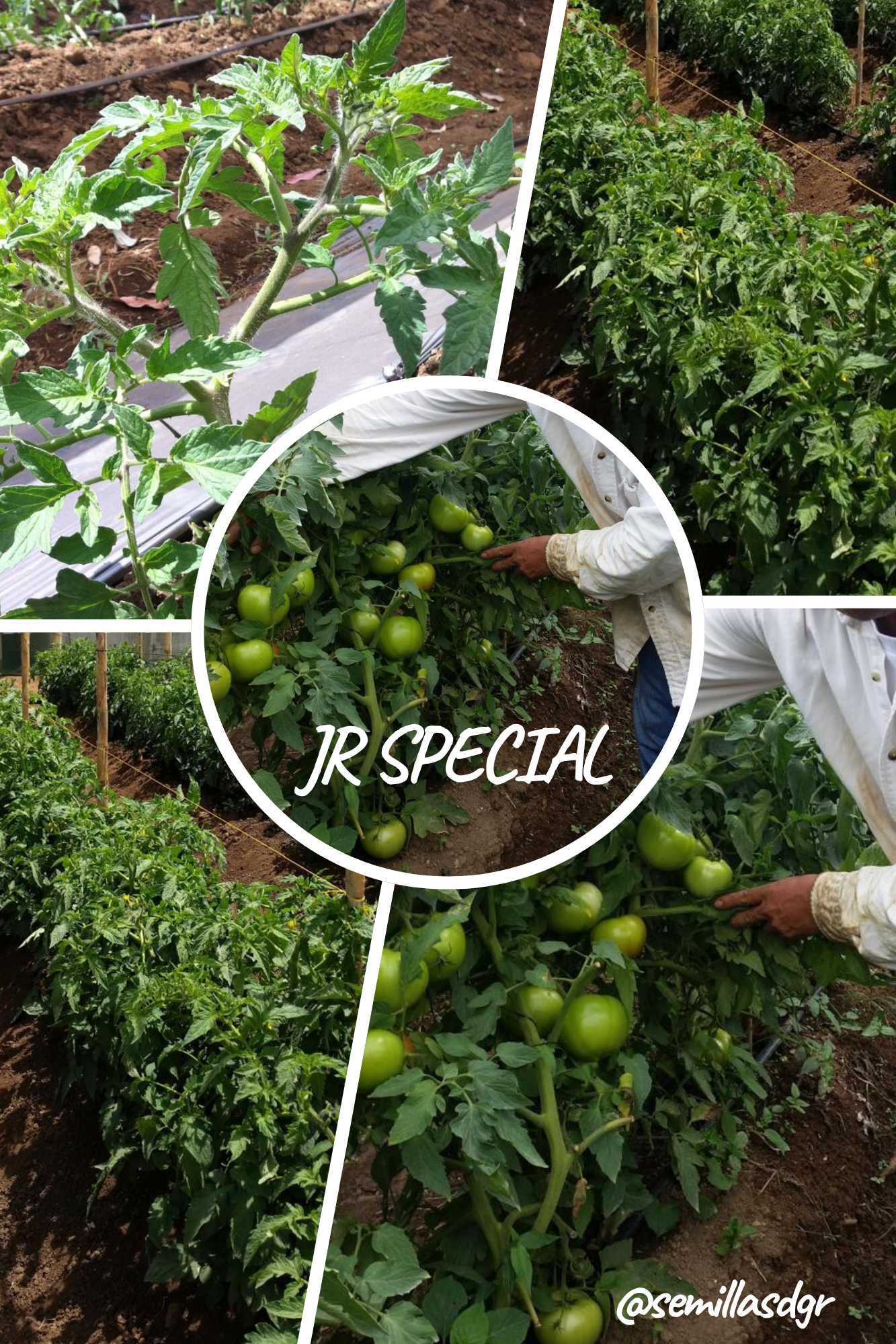 JR Special — Green and Blue Neutral Natural Landscape Photo Collage