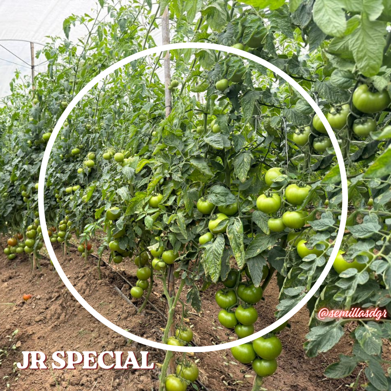 JR Special — Nembo ya Kituo cha YouTube cha Usafiri cha Kijani Cheupe