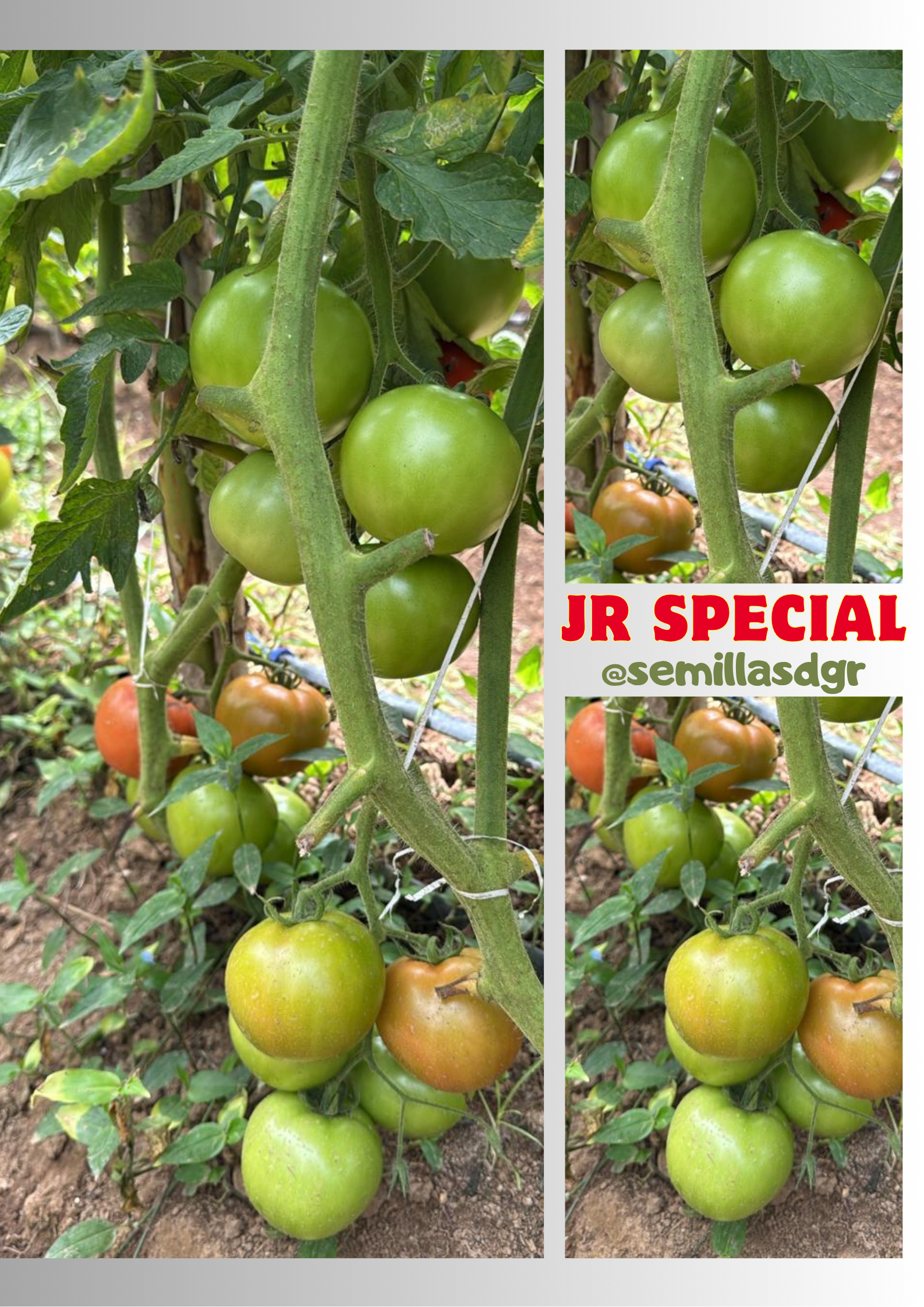 JR Special — Three Photo Collage Family Poster in White in Clean Grid Style