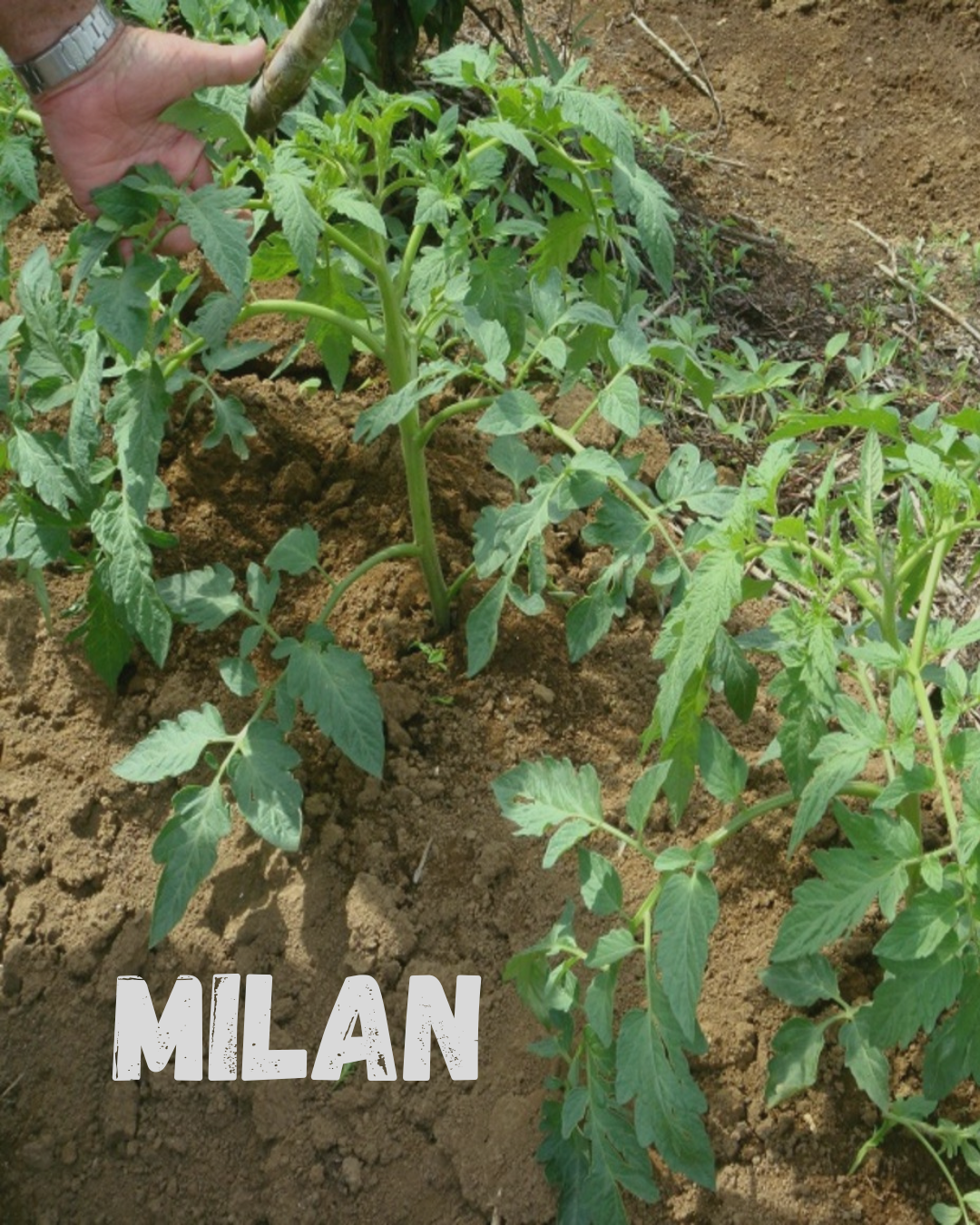 MILAN — Green Modern Organic Farming Instagram Post