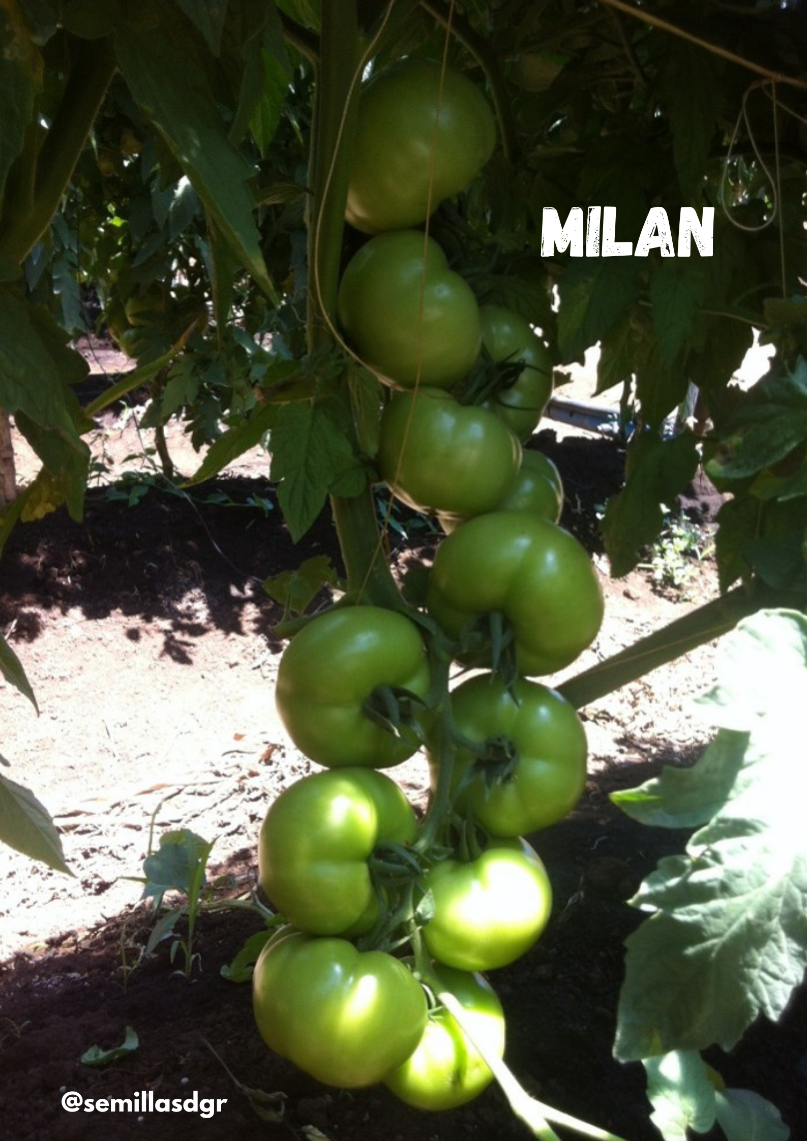 MILAN — Green White Modern Agriculture Service Poster