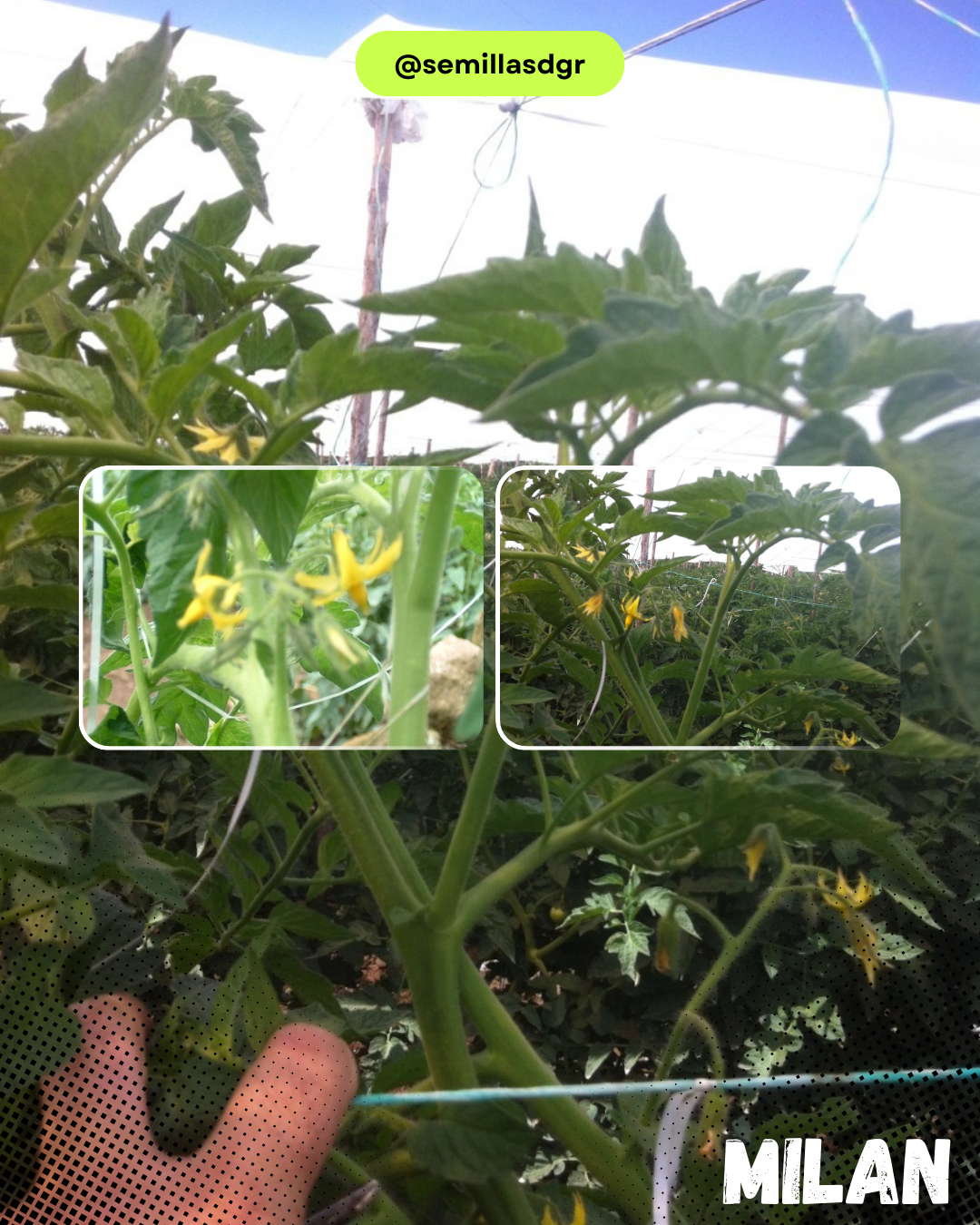 MILAN — Green White Modern Organic Farming Instagram Post (2)