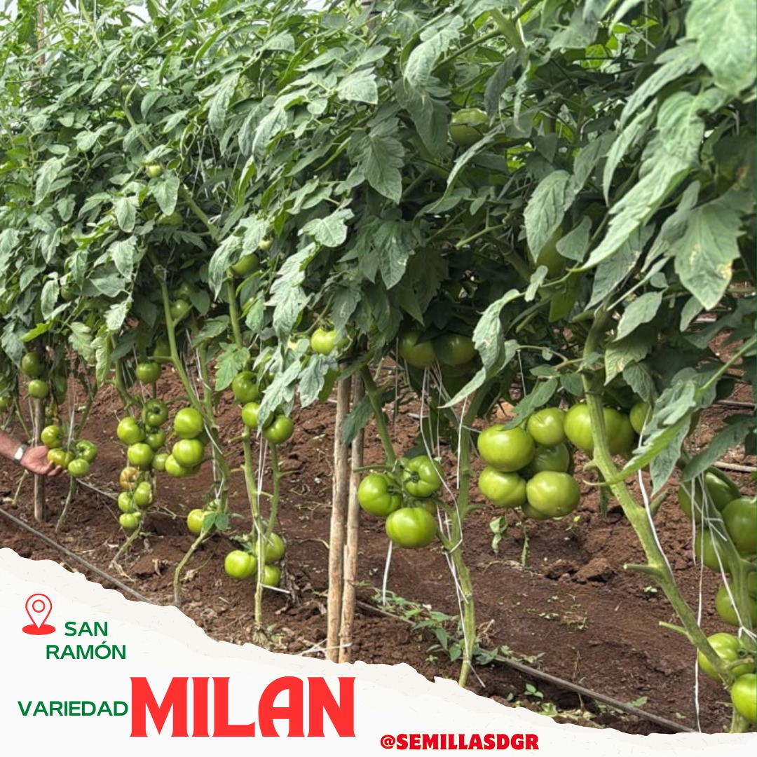 MILAN — San Ramón cosecha