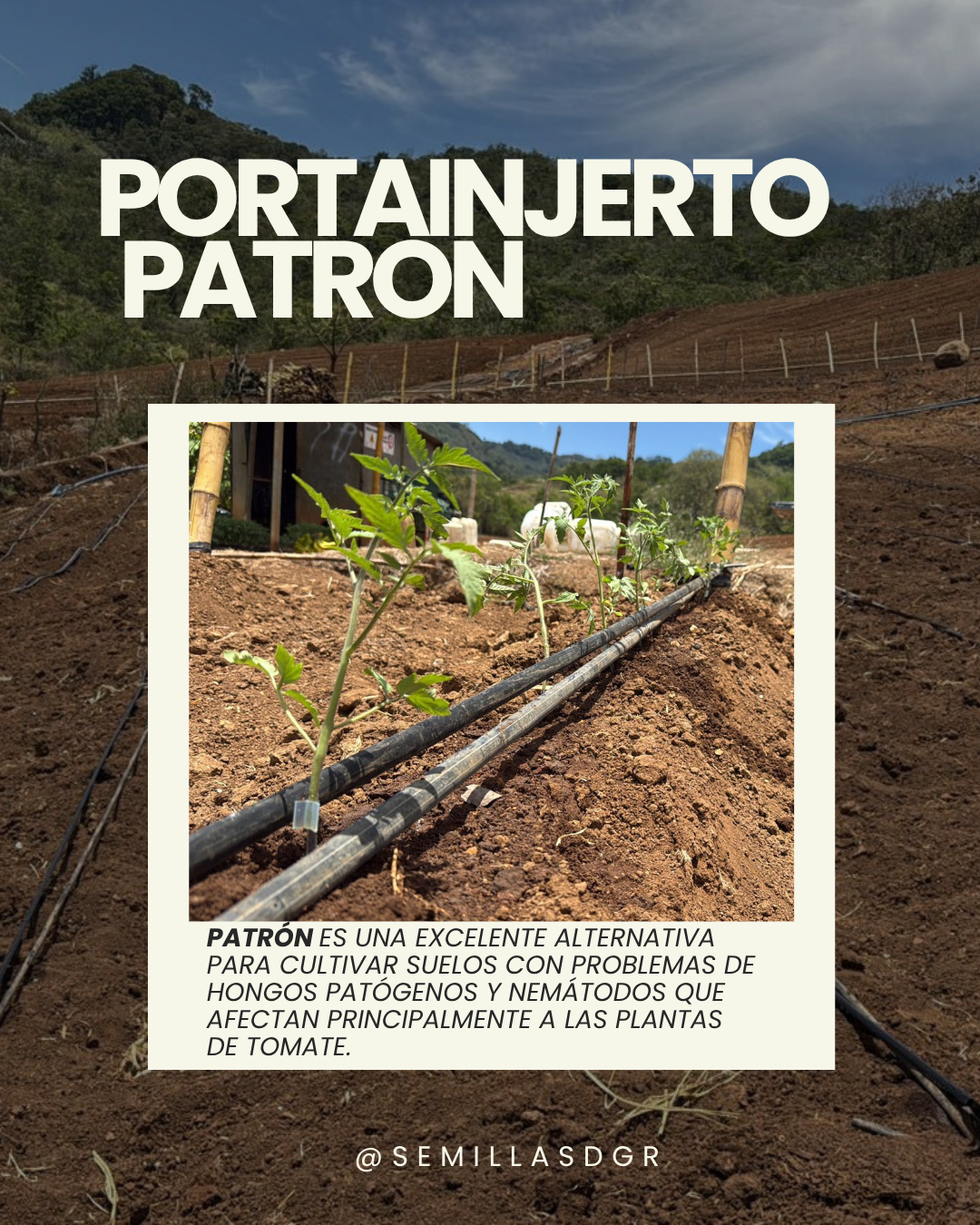 PATRÓN — Post de Instagram Día del Medio Ambiente  Moderno Verde