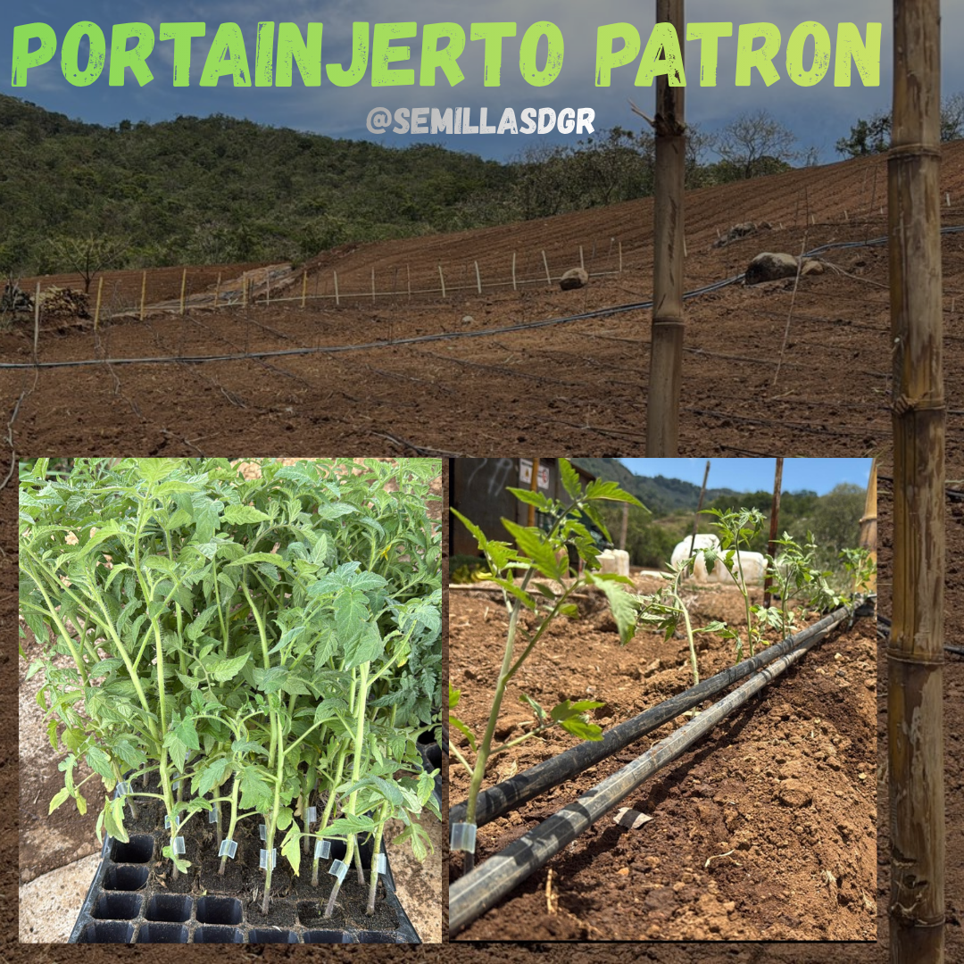 PATRÓN — Posteo de Instagram Collage Fotos Ropa Minimalista Violeta