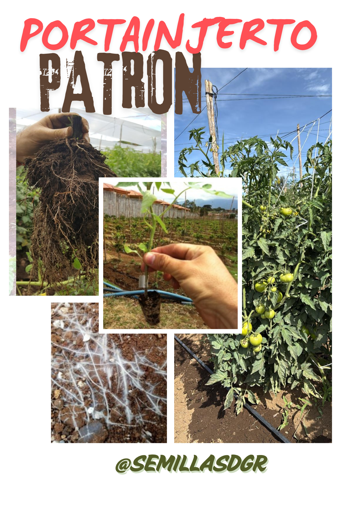 PATRÓN — White Simple Nature Photography Photo Collage