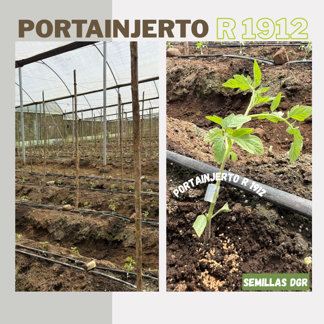 R 1912 — Aesthetic Photo Collage Instagram Post