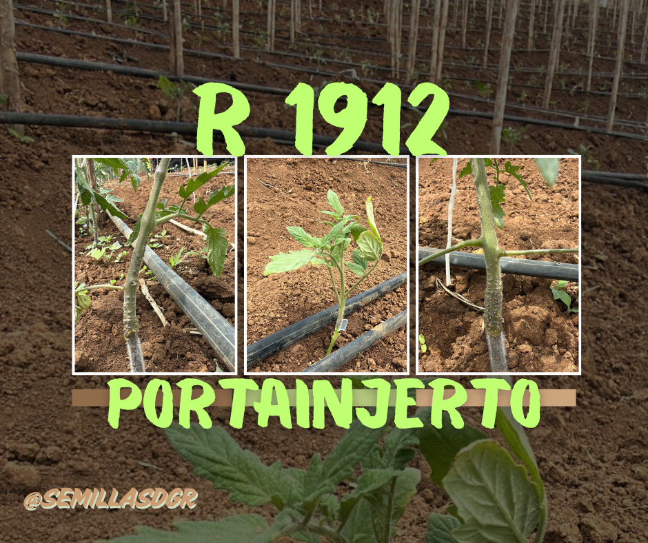 R 1912 — Aesthetic Simple Color Palette Facebook Post