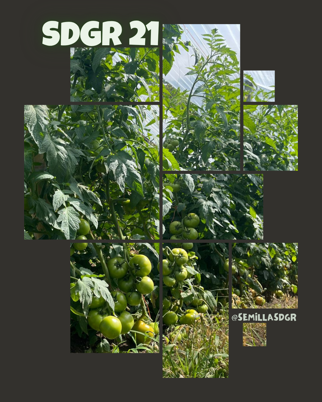 SDGR 21 — 2