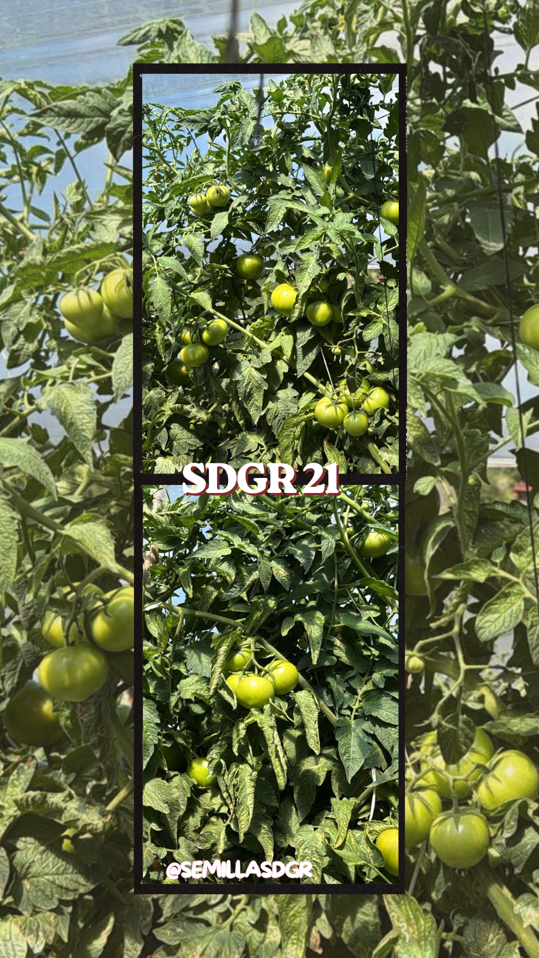 SDGR 21 — Analog Aesthetic 2 Photos Collage Instagram Story
