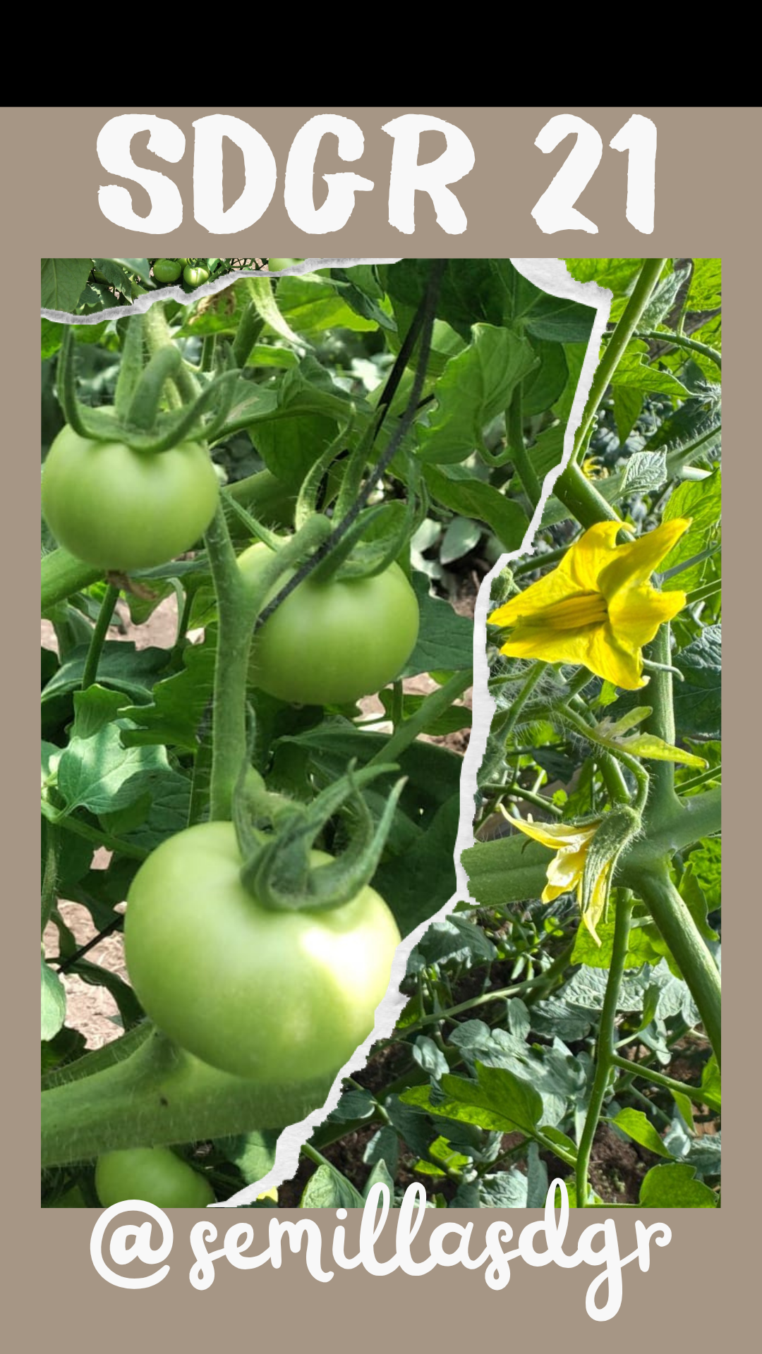 SDGR 21 — Bej Minimalist Hareketli Moda Instagram Hikayesi
