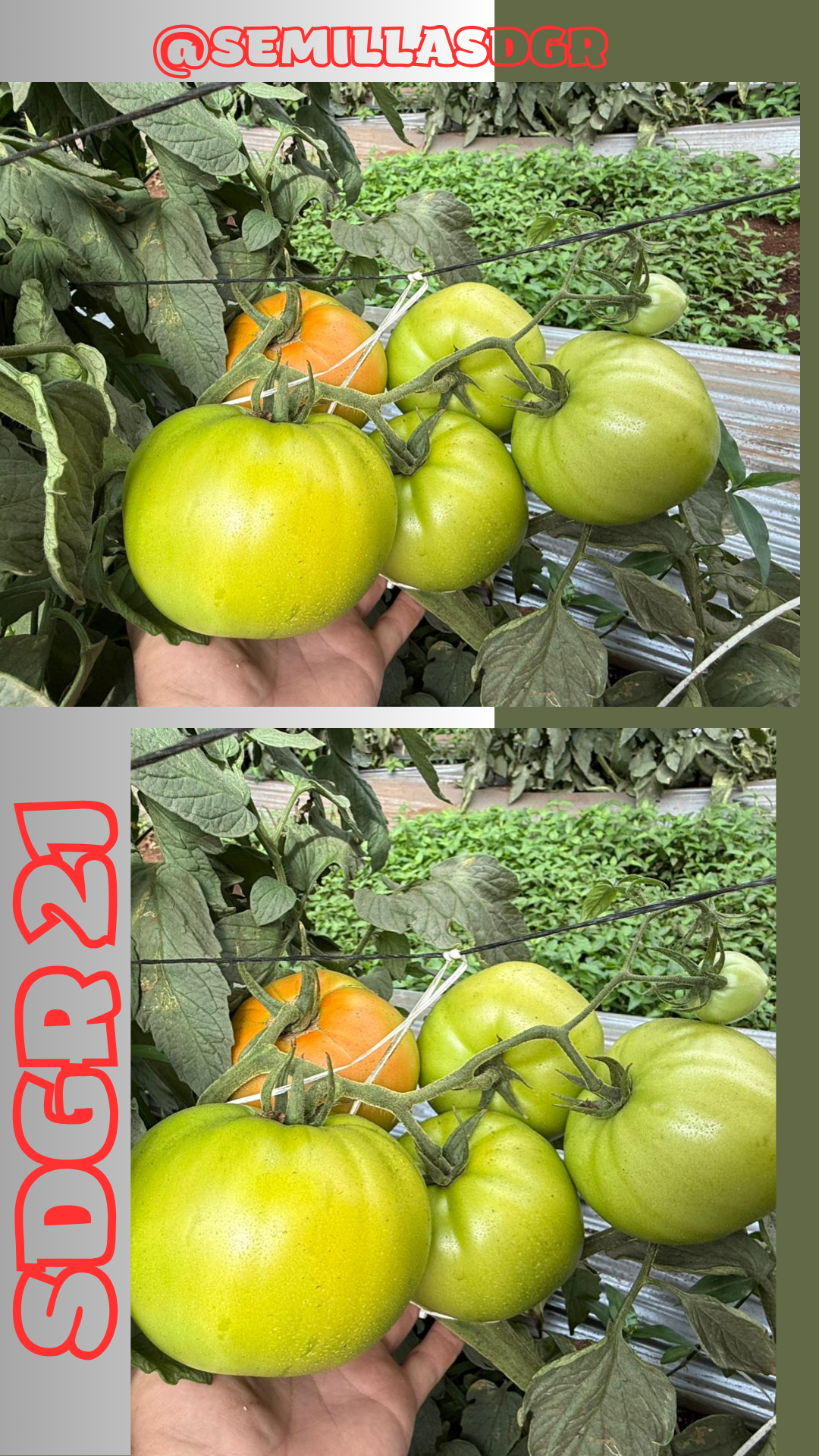 SDGR 21 — SDGR 21
