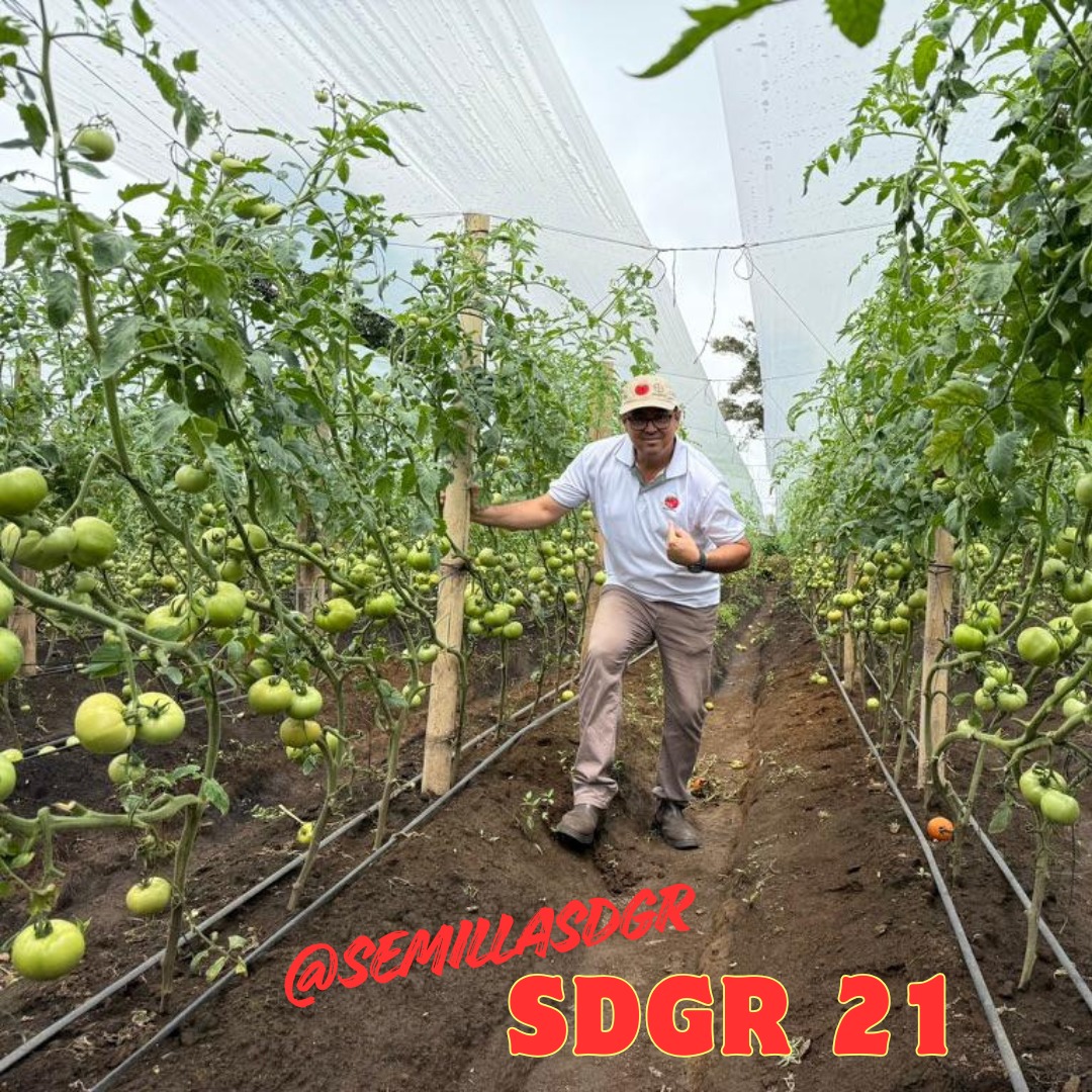 SDGR 21 — Campo