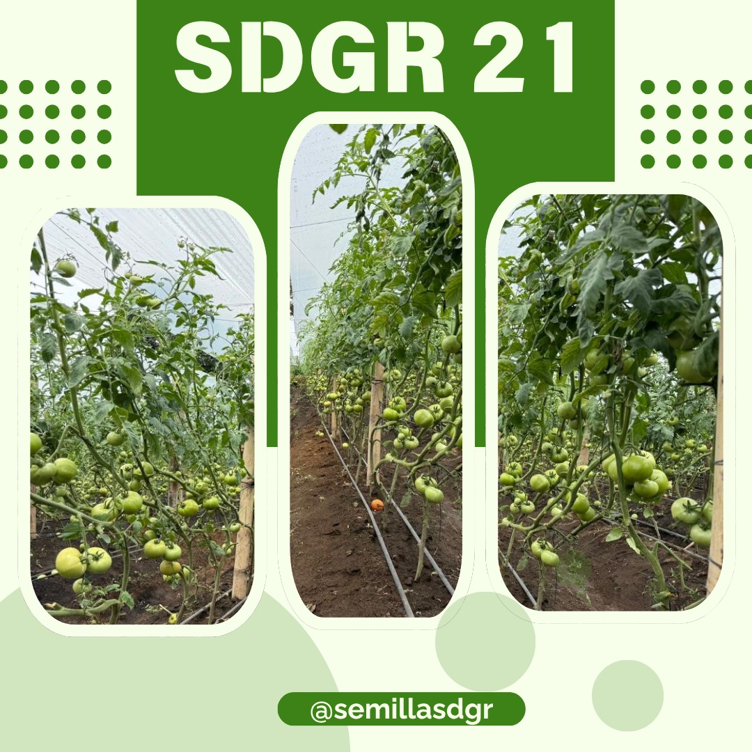 SDGR 21 — Frutos