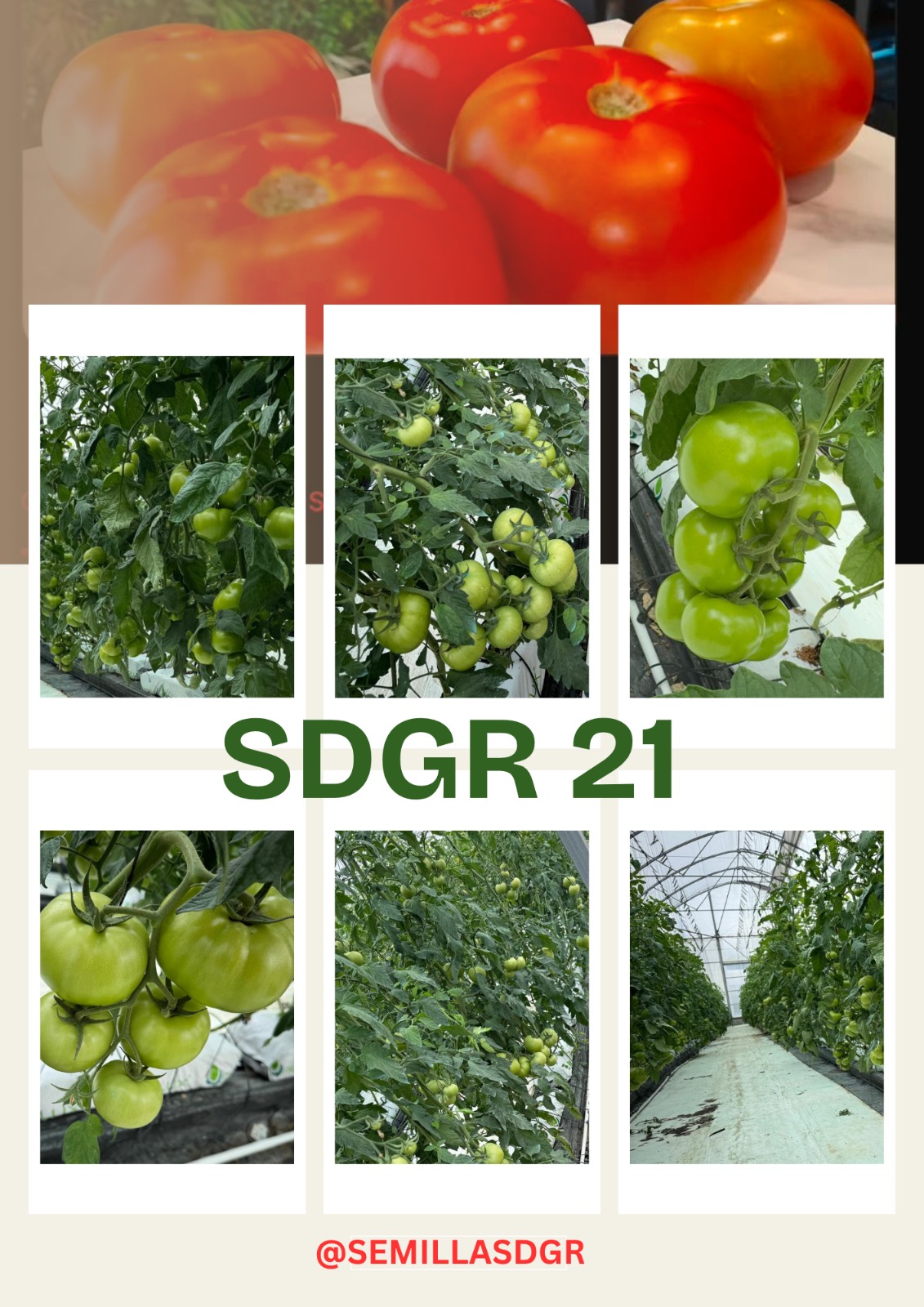 SDGR 21 — Cosecha