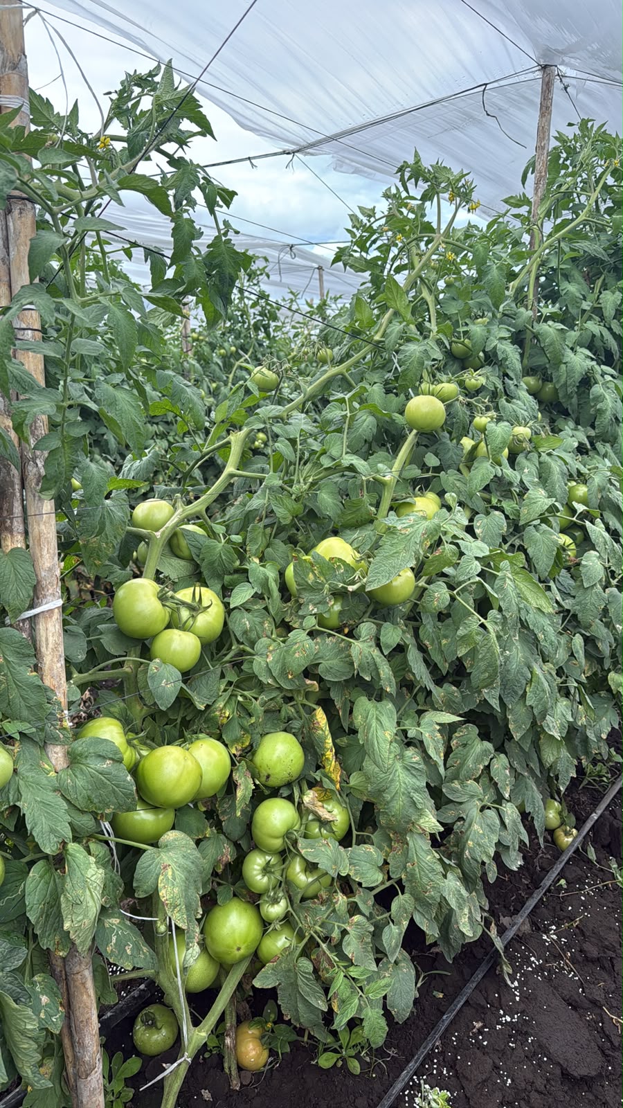 SDGR 21 — Cultivo en campo