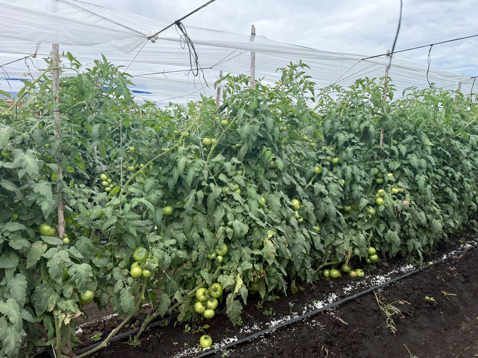 SDGR 21 — Vista general cultivo