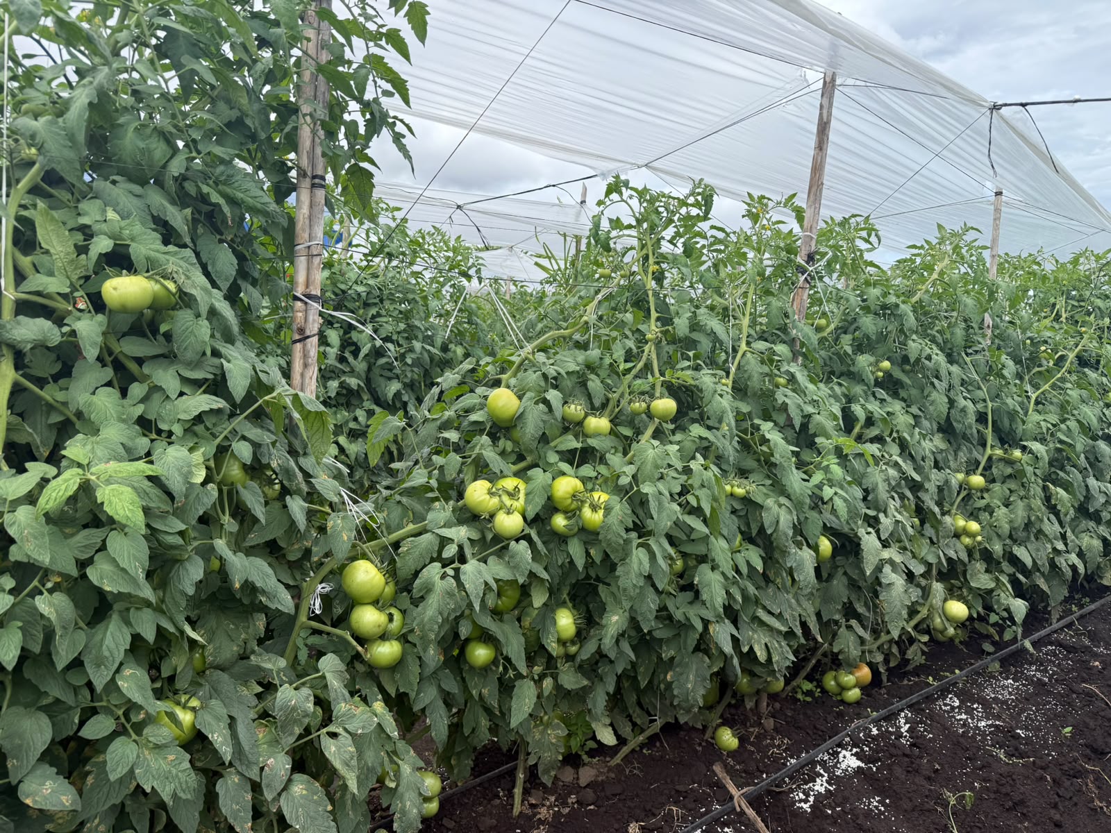 SDGR 21 — Produccion campo abierto